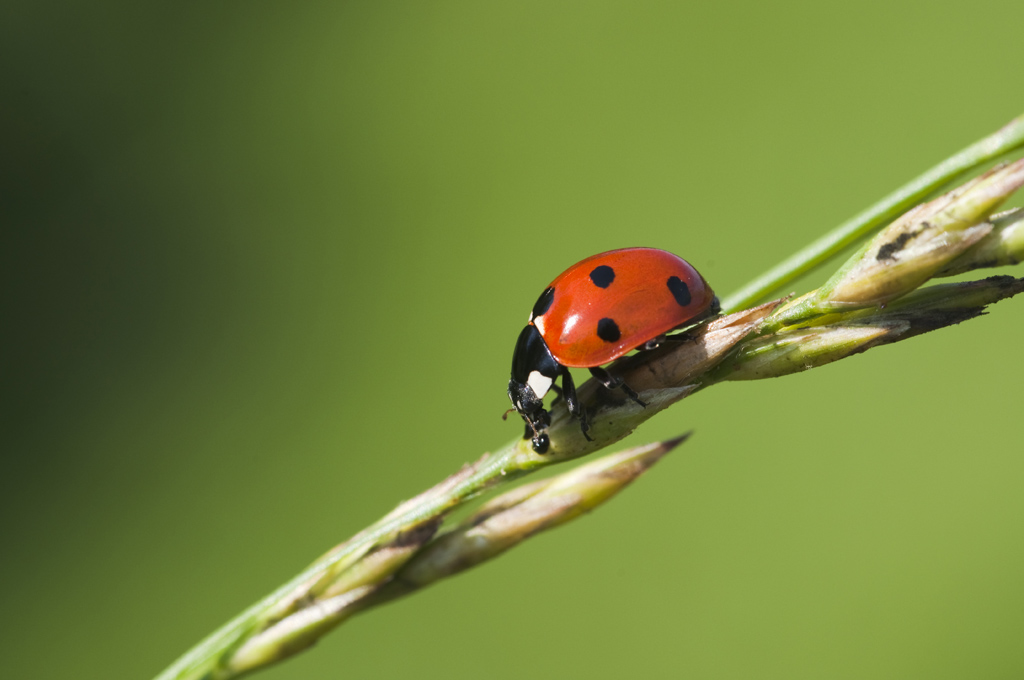 Coccinella