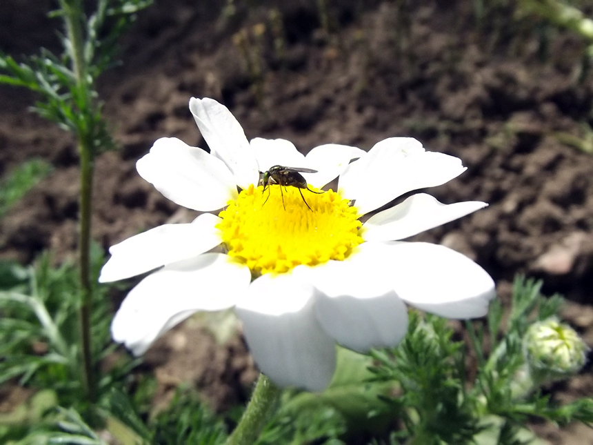 Macro di primavera..