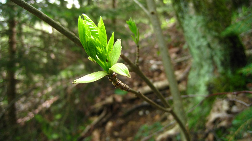 Primavera sul Monte Tomba