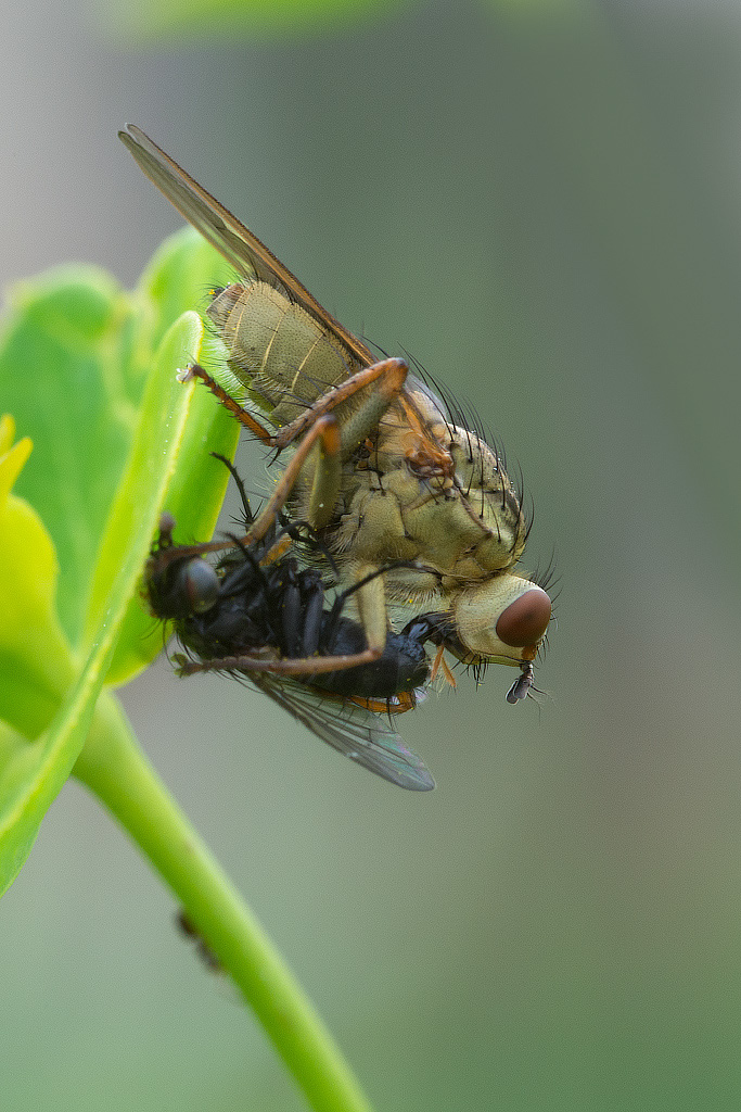 scatophaga stercoraria