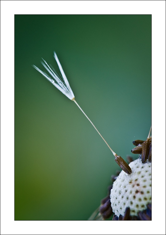 Tarassaco.... (serie)