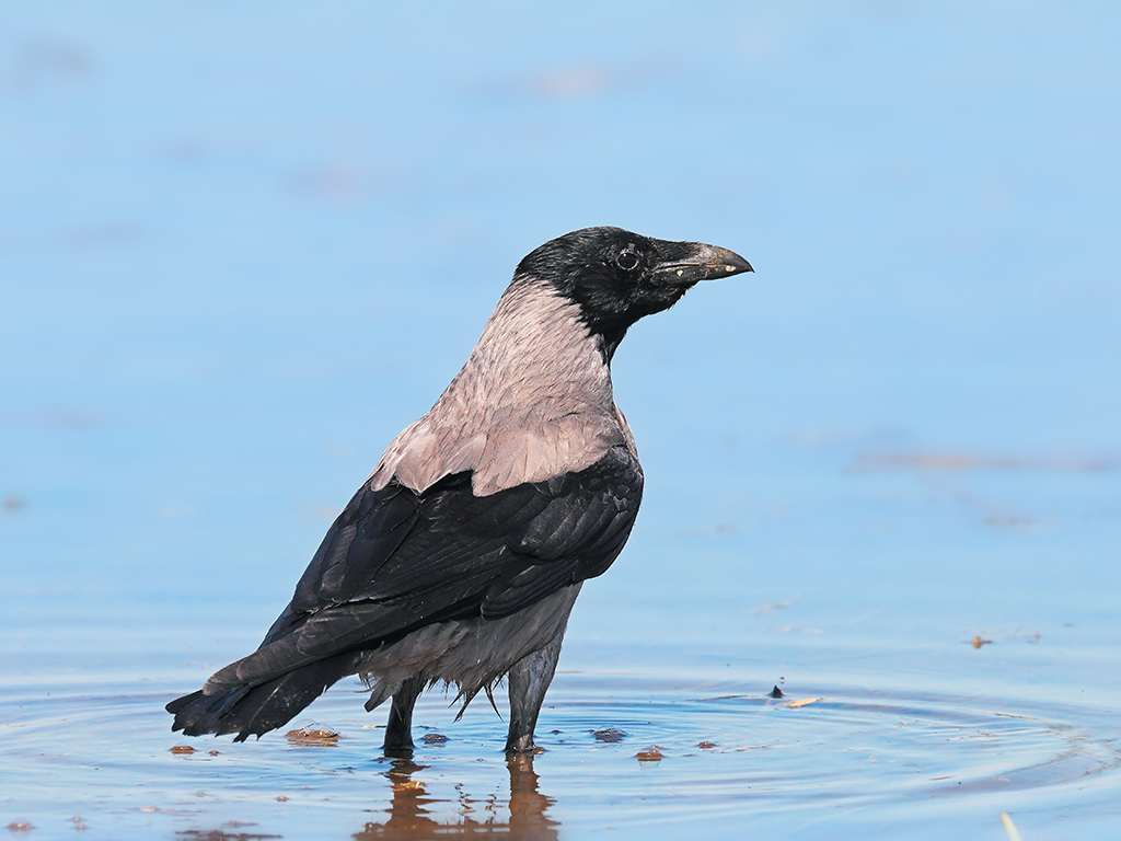 Cornacchia Grigia # 1