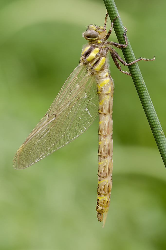 Aeschna cyanea ... appena nata!