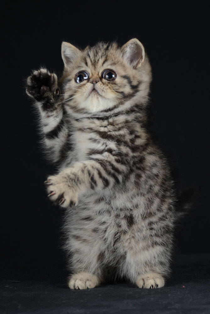 Cucciolo