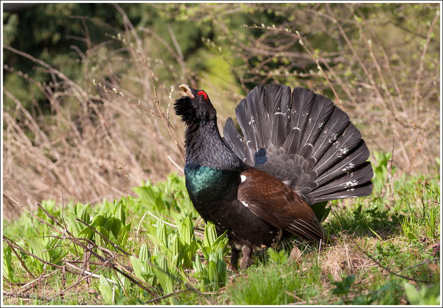 Tetrao urogallus.