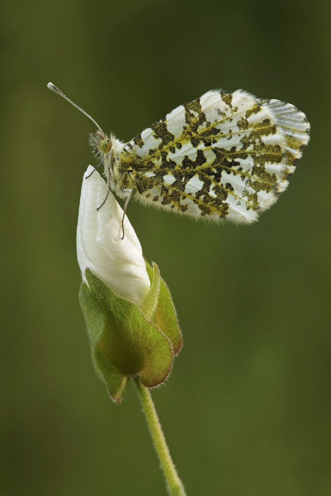 Anthocharis cardamines