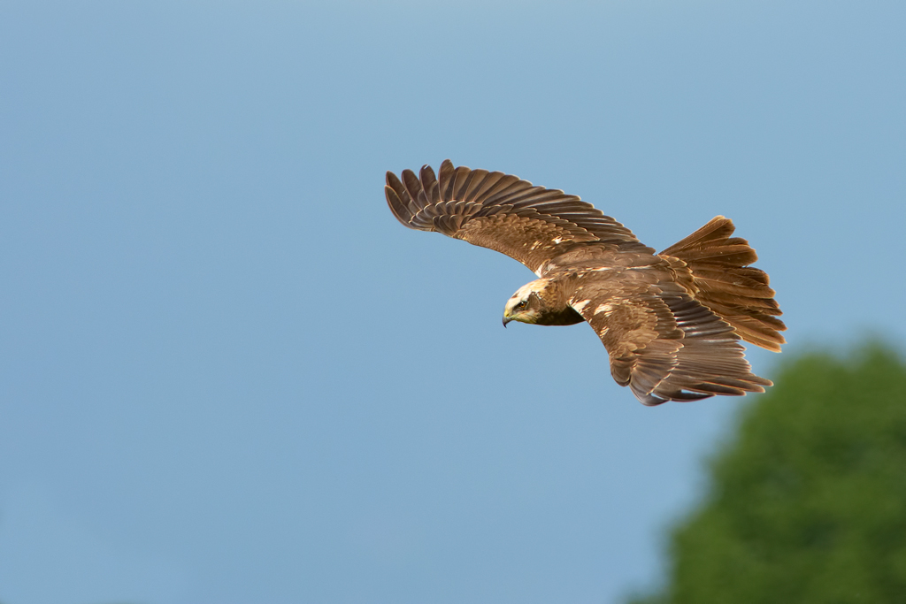 Falco di palude (Circus aeruginosus)