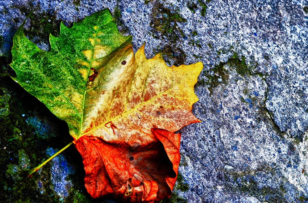 Colori d'autunno hdr