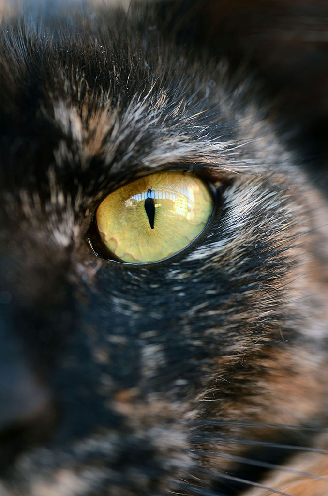 Cat's Eye