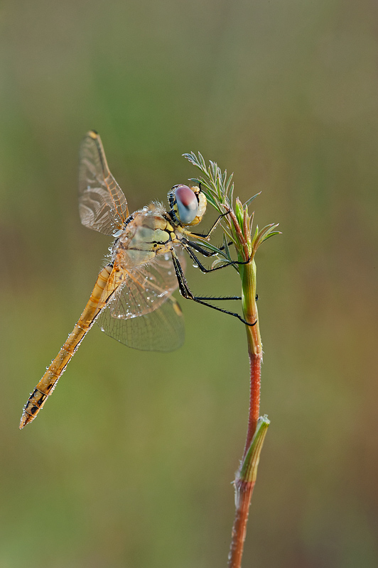 la prima libellula del 2013