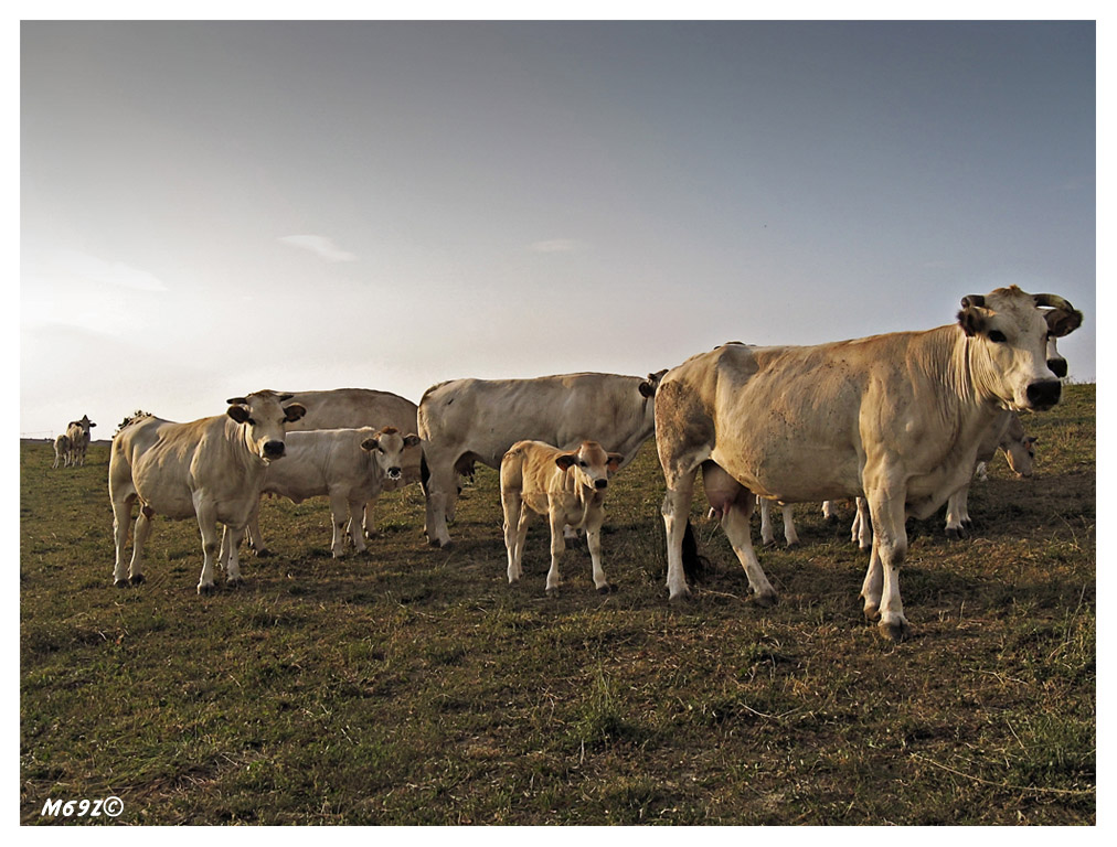 Girando x i prati delle colline astigiane