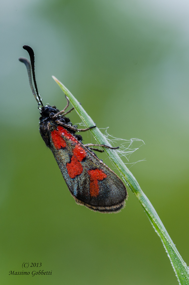 Zygaena filipendulae