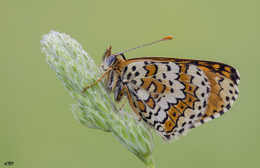 melitaea phoebe..