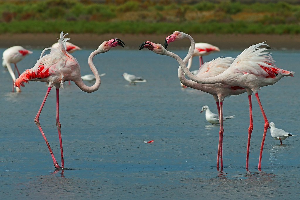 Fenicotteri
