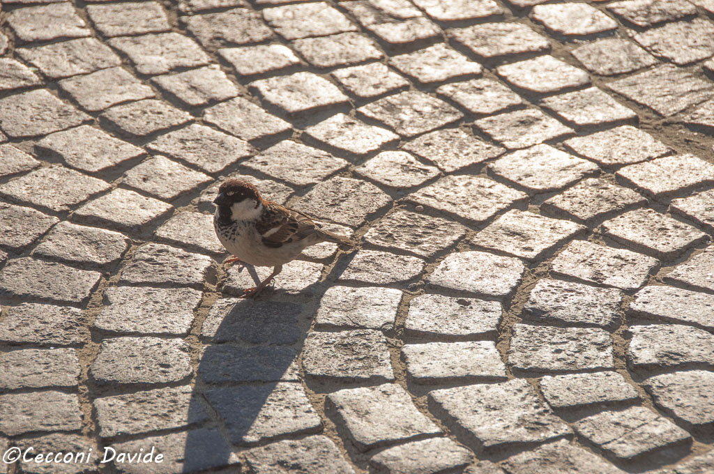 Passero e Sanpietrini