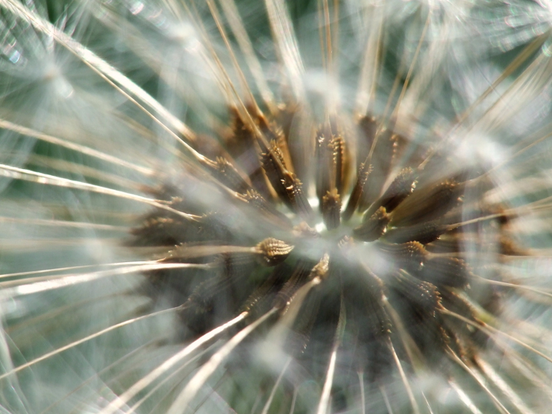 Inside the dandelion