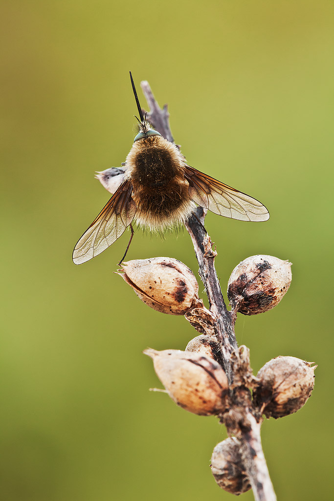 Bombylius cinerascens