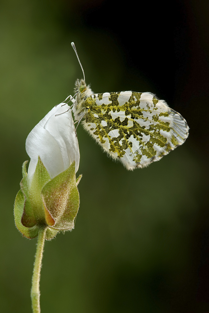 Cardamines Anthocharis