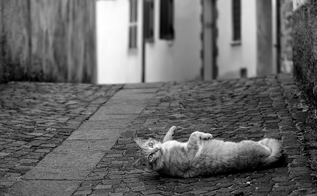 Voglia di tenerezza...