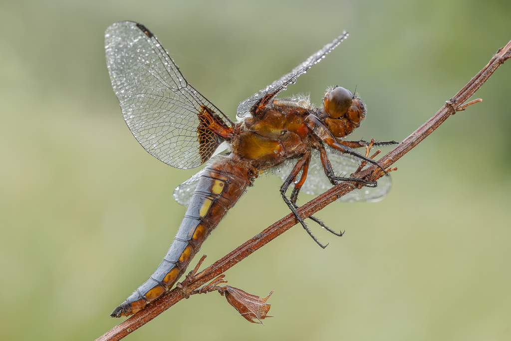 Libellula depressa