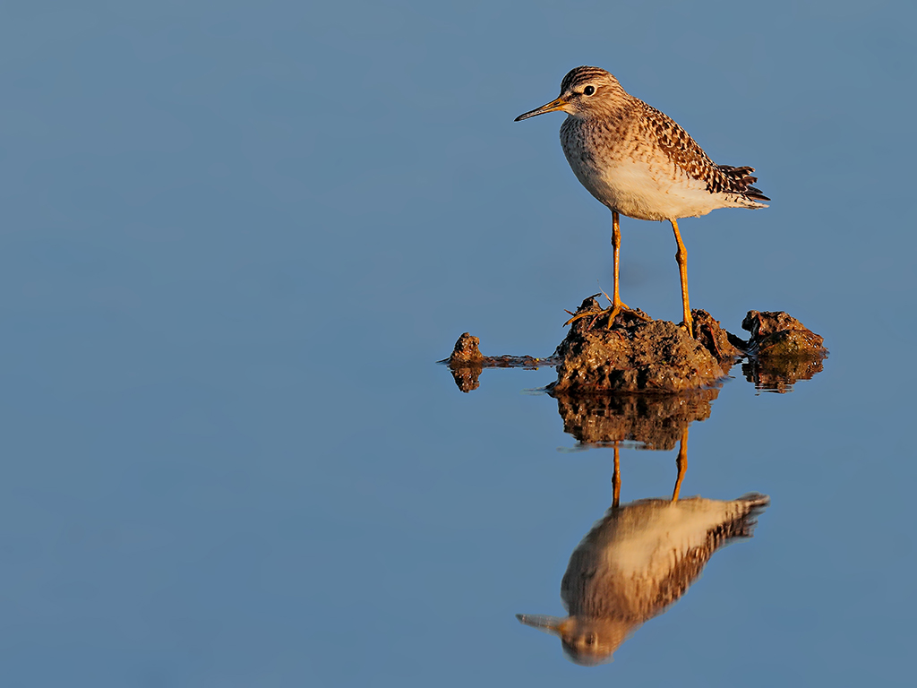 Piro Piro Piccolo # 2