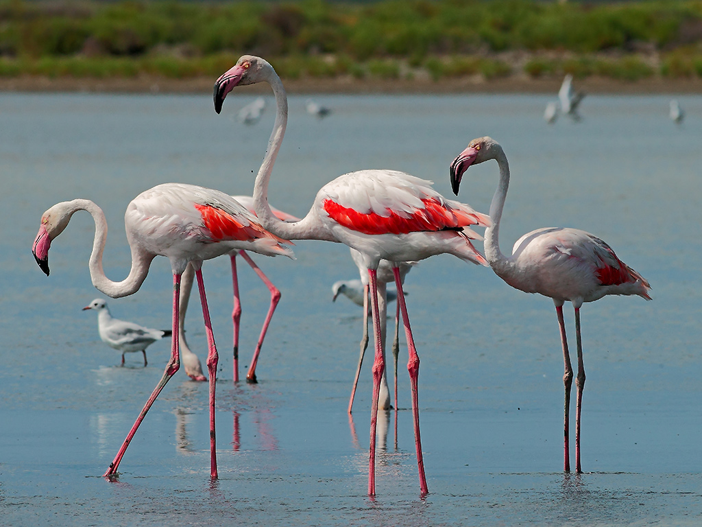 Fenicotteri