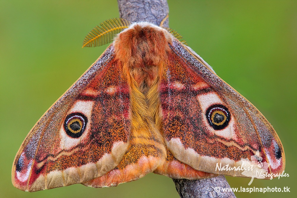 ...Saturnia pavoniella...
