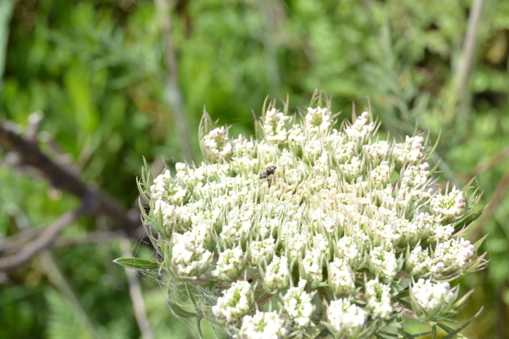 minuscole forme di vita