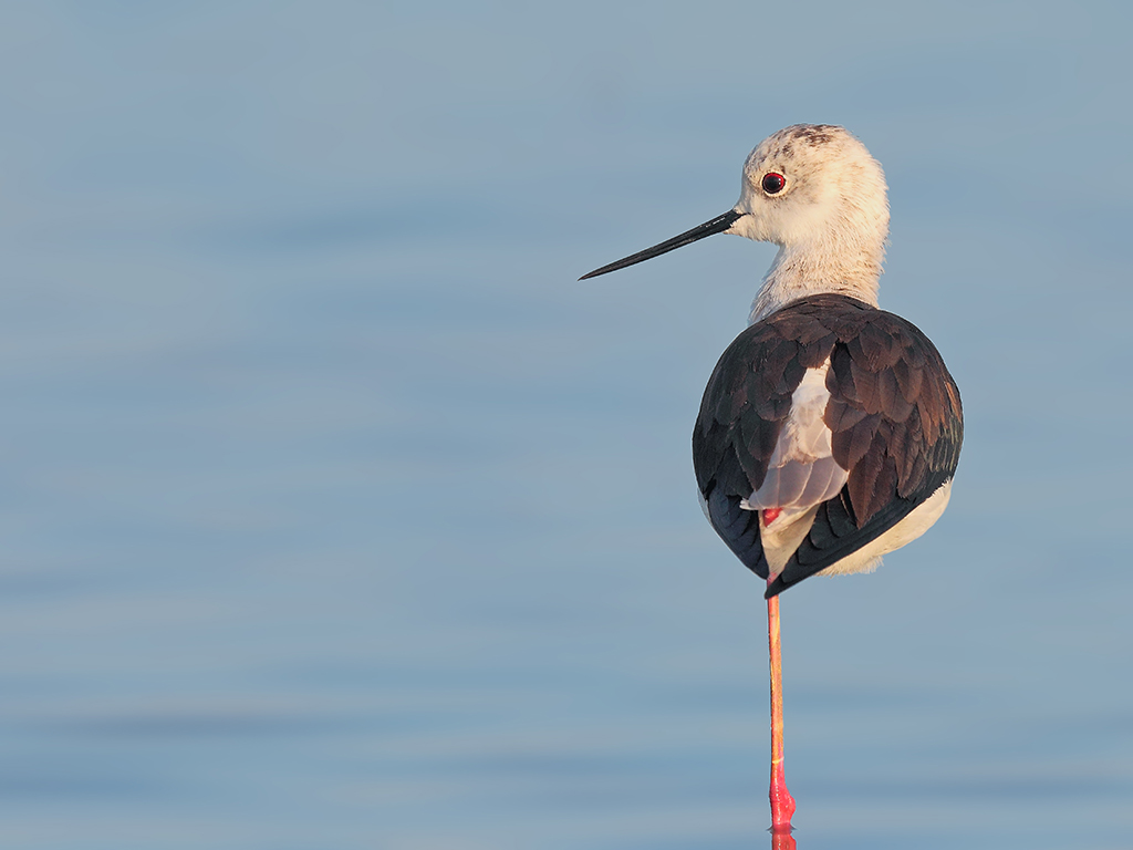 Cavalieri d'Italia # 8