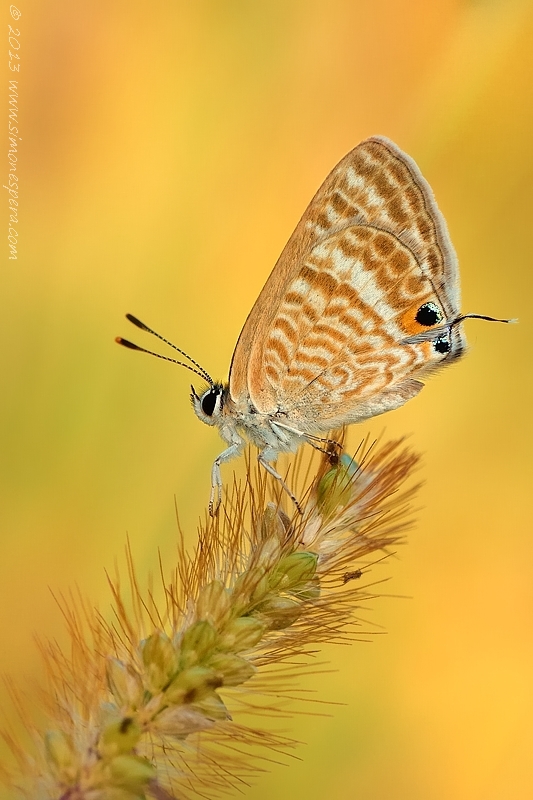 Lampides boeticus...