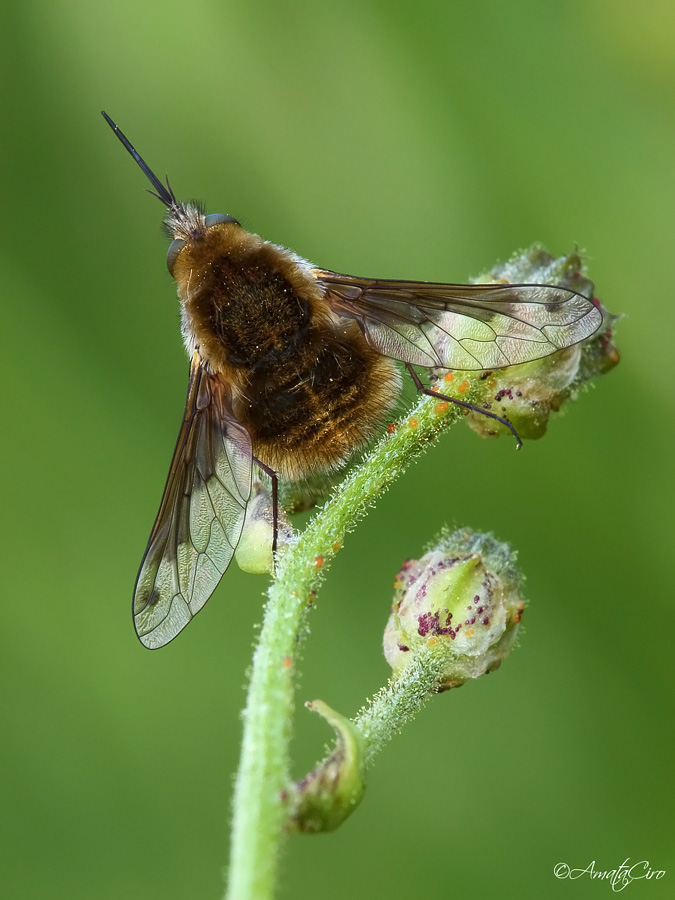 Bombylius