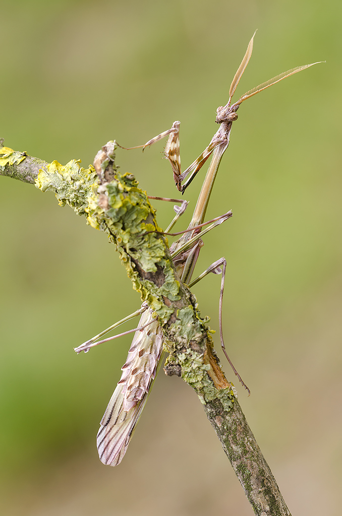 Empusa pennata