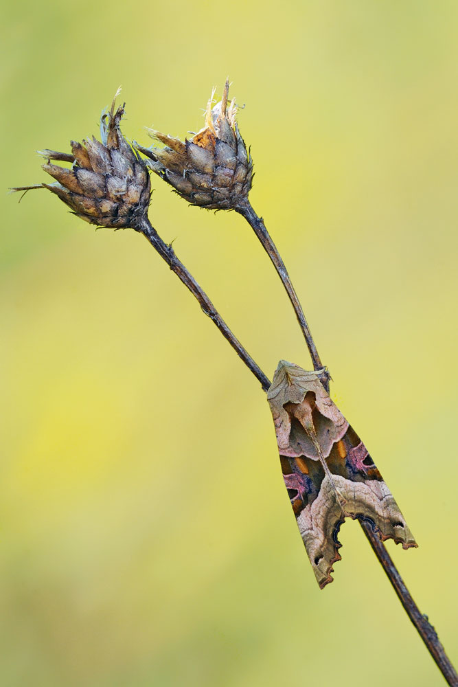 Phlogophora meticulosa