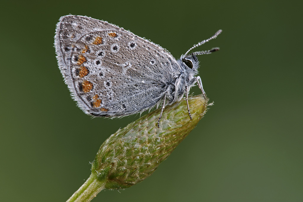 Polyommato femmina