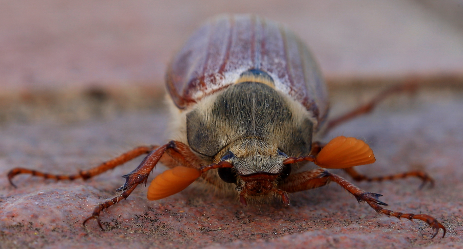 sul terrazzo ;che specie �???