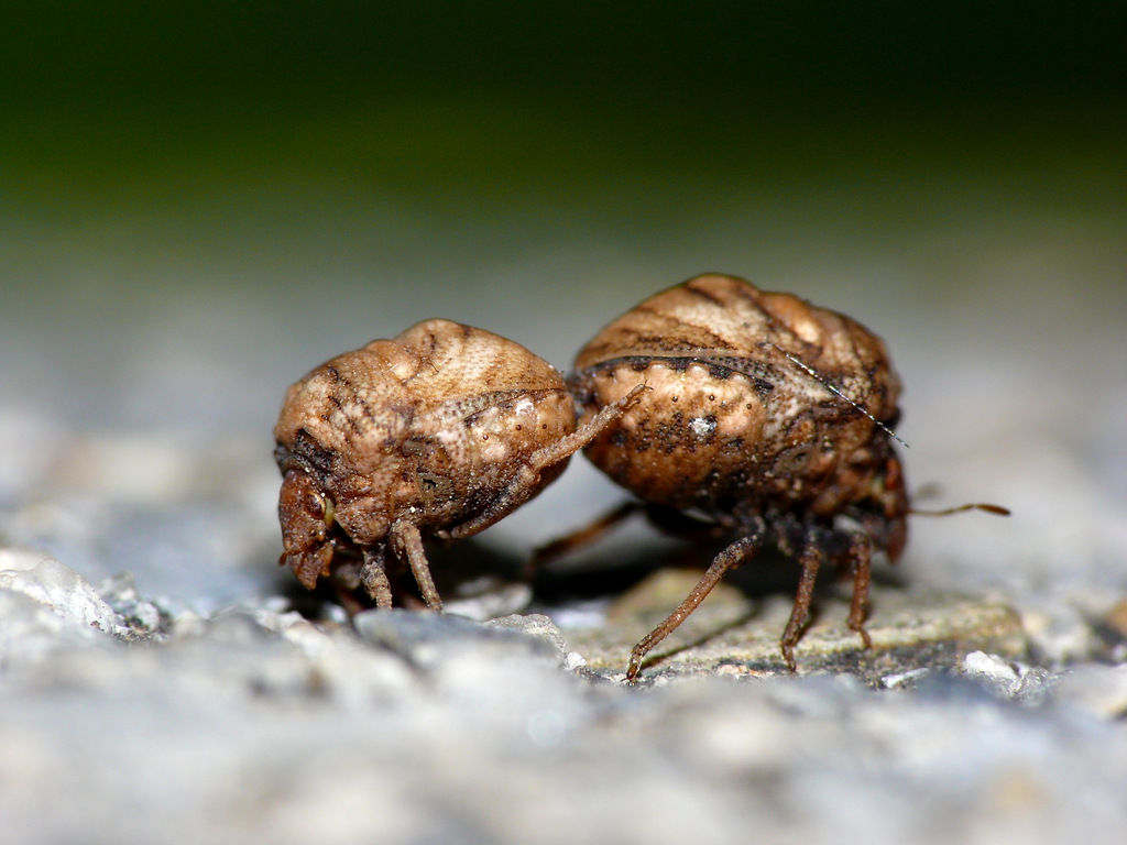 ACCOPPIAMENTO ALIENO