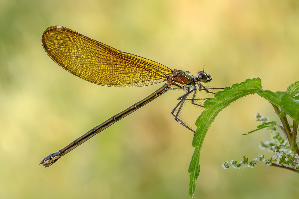 Calopteryx haemorrhoidalis