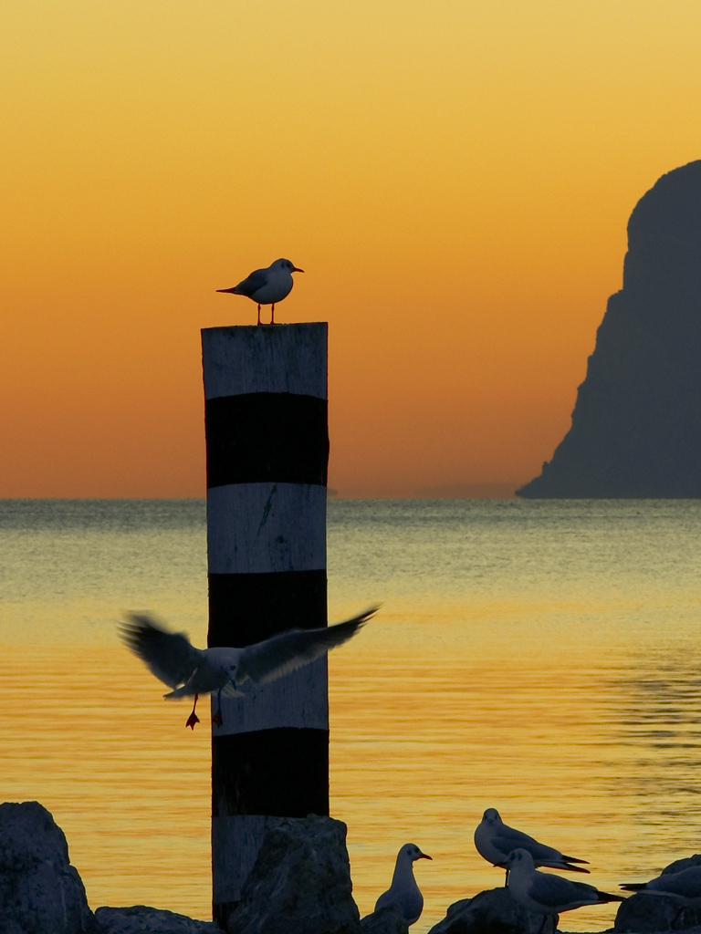 Gabbiani al tramonto