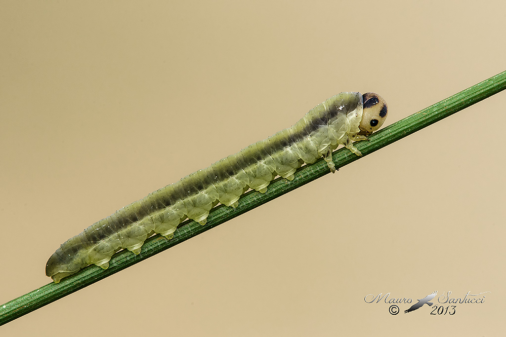 Larva di imenottero