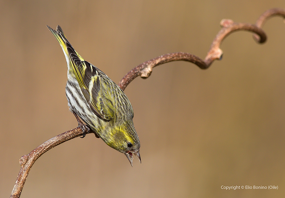 Lucherino eurasiatico (Carduelis spinus) - femmina