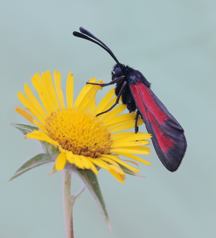 zygaena