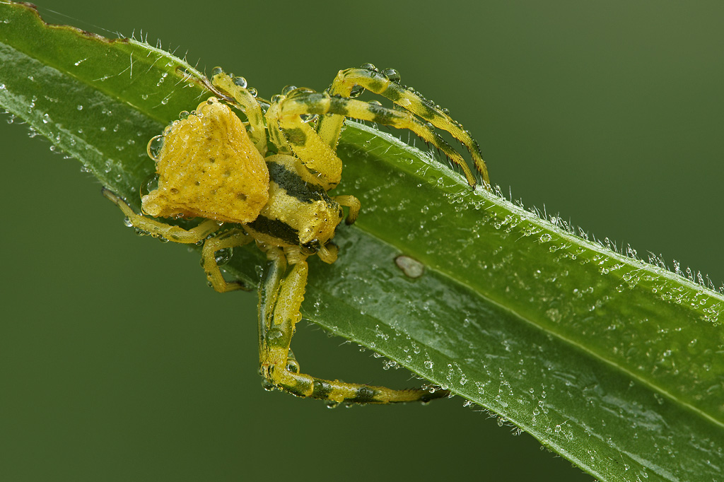 Yellow crab spider