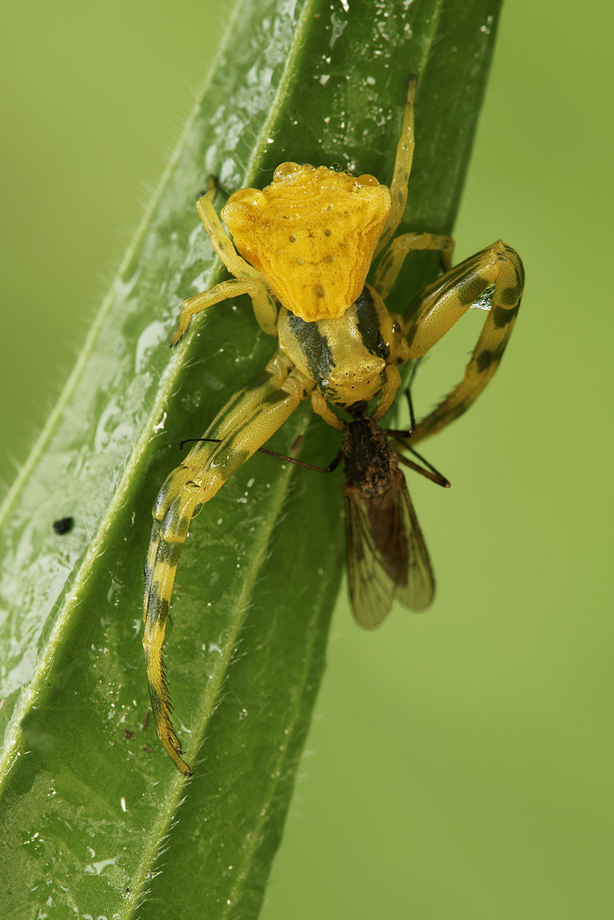 Thomisidae con preda