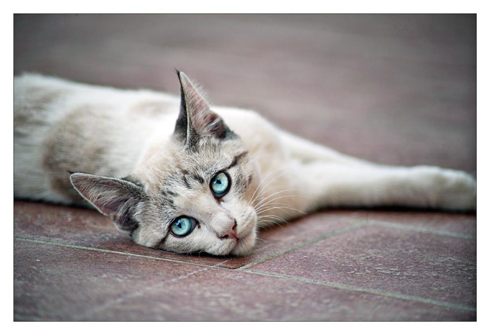 Gattina con occhi turchesi