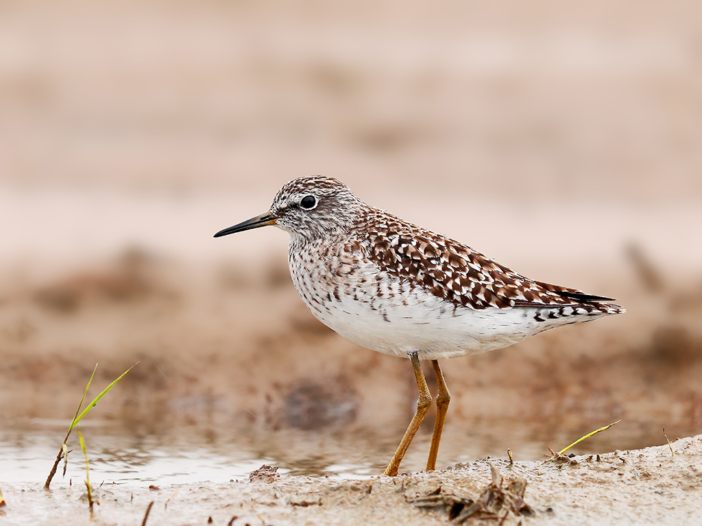 Piro Piro Piccolo # 3