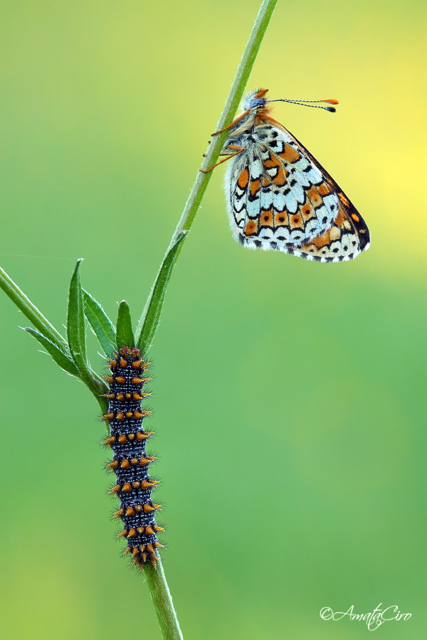 Melitaea cinxia (Linnaeus, 1758)