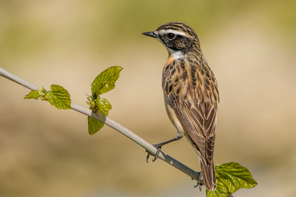Stiaccino (Saxicola rubetra)