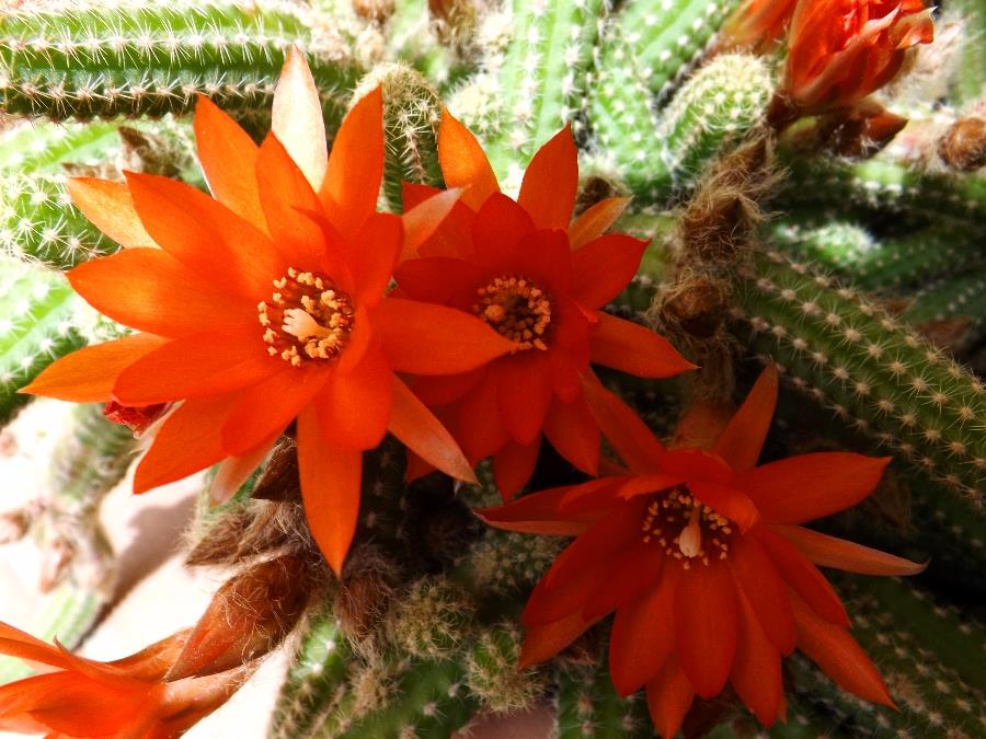 red cactus