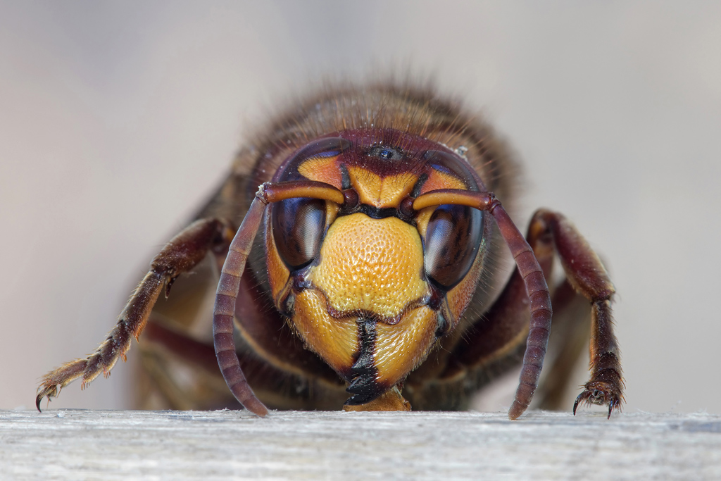 Calabrone ritratto