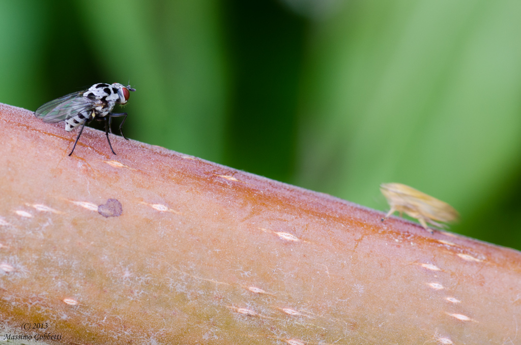 gran premio della montagna dirittura d'arrivo